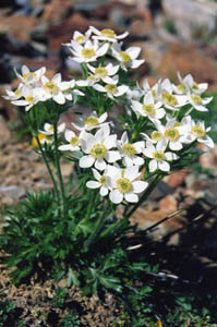 Anemone narcissiflora